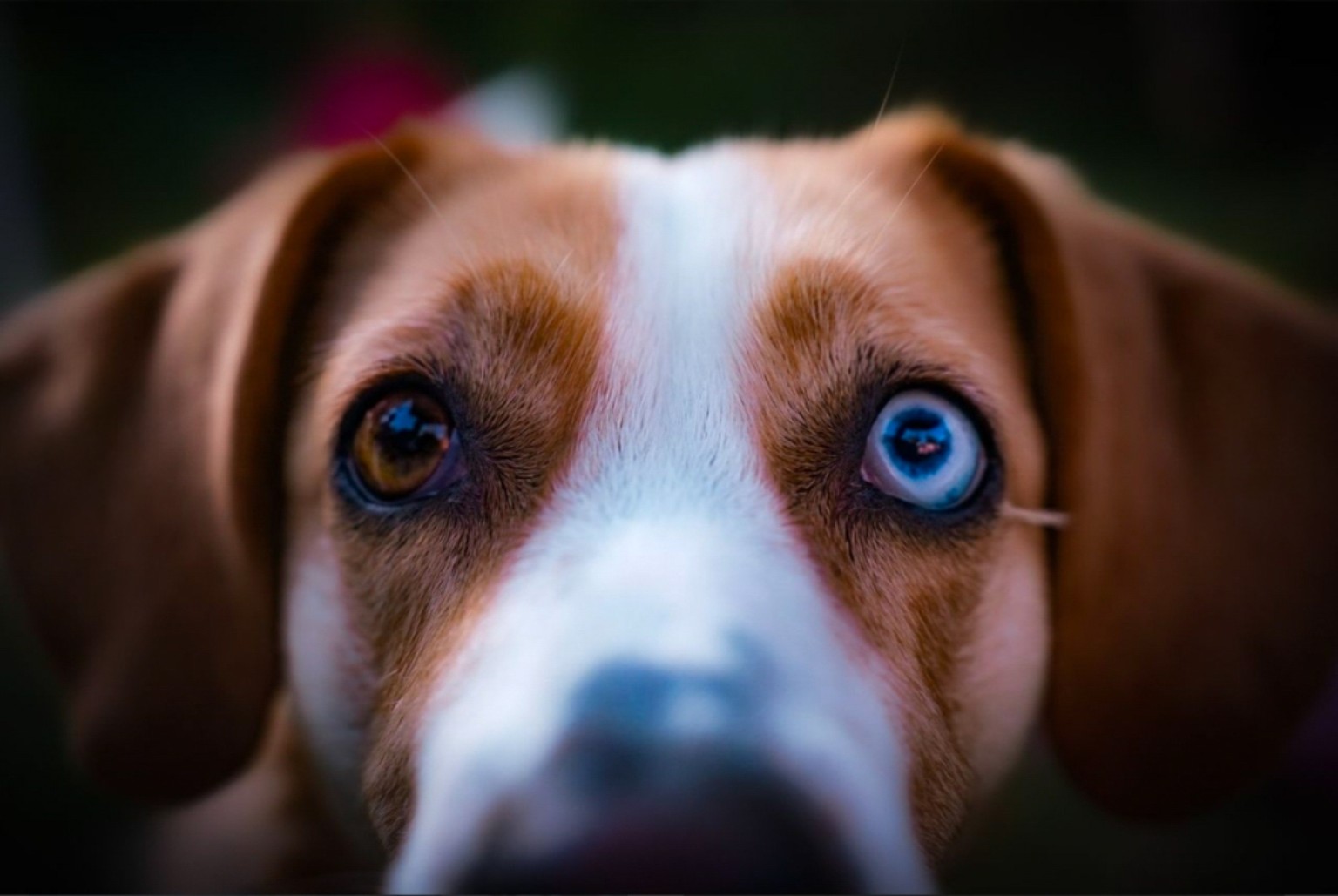 Close portrait of a brown-and-white dog with one blue eye
