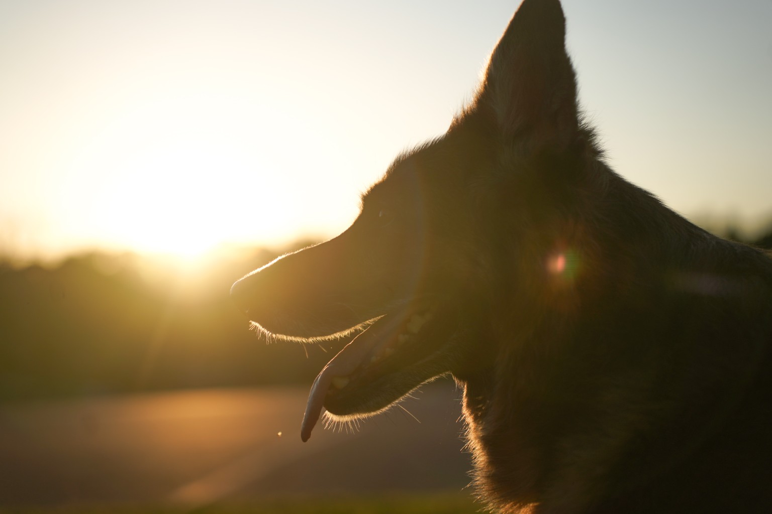 German Shepherd in profile at sunset