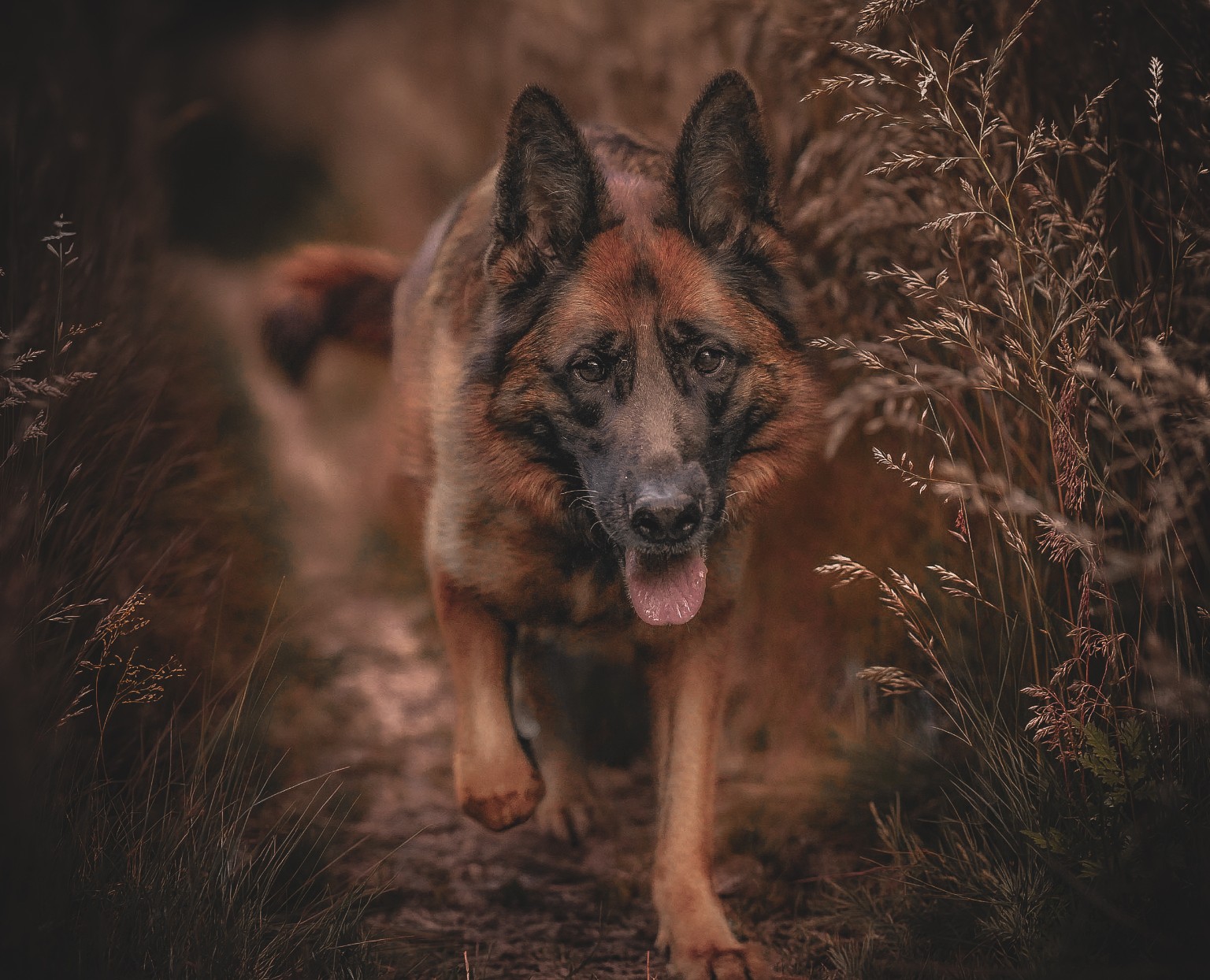German Shepherd walking through tall woodland grass