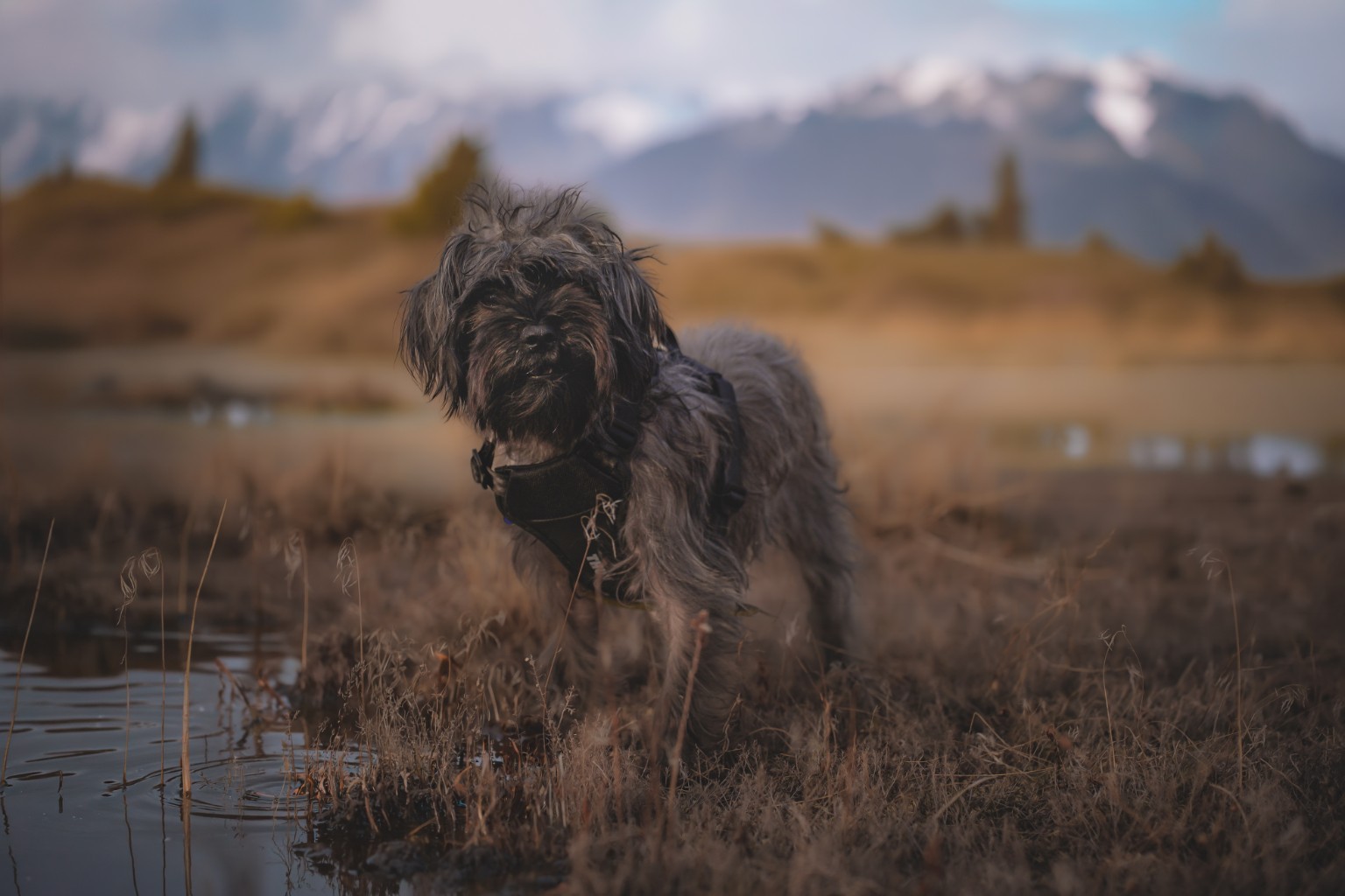 Small shaggy dog beside a pond with mountains in the distance