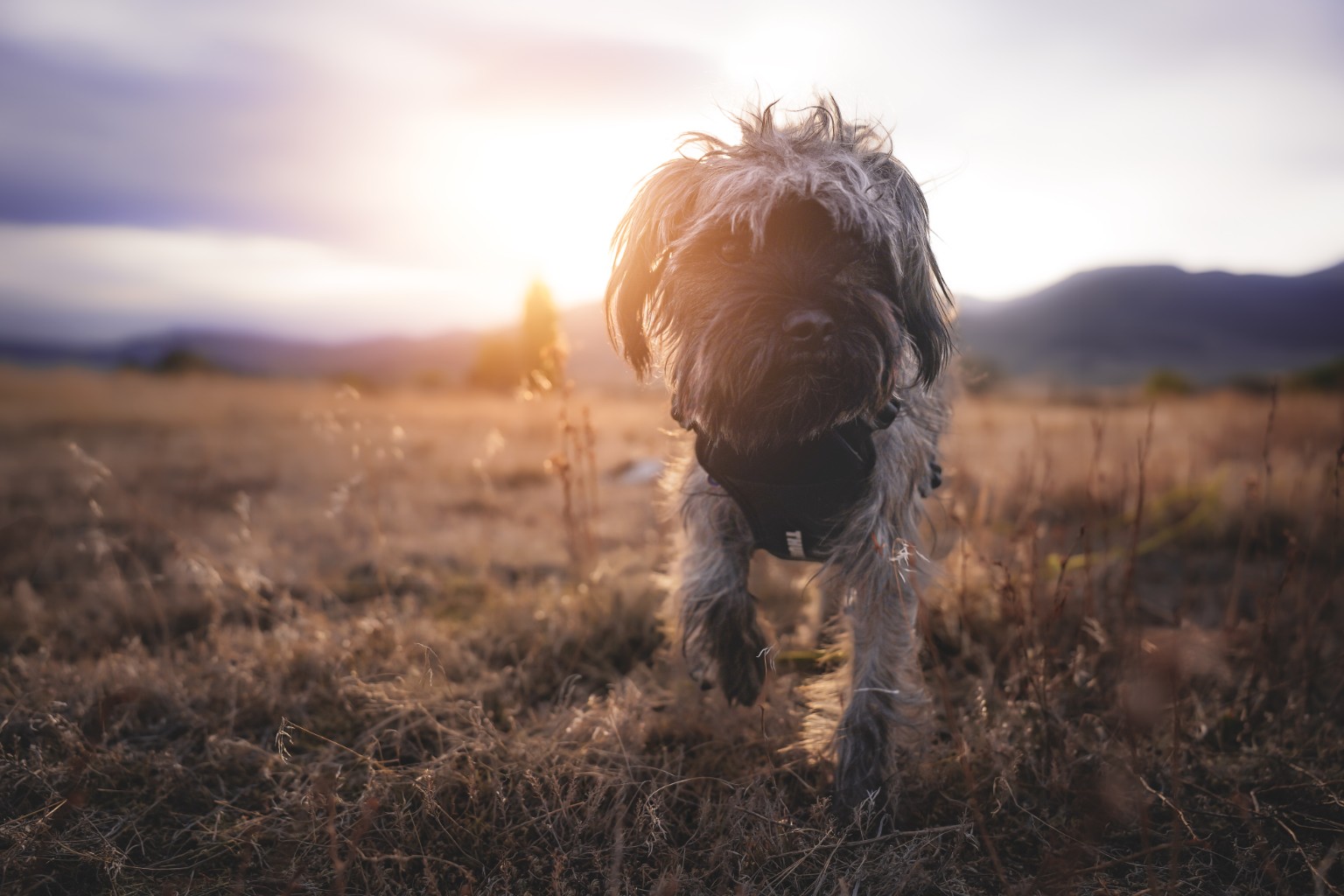 Small shaggy dog walking through a field at sunset