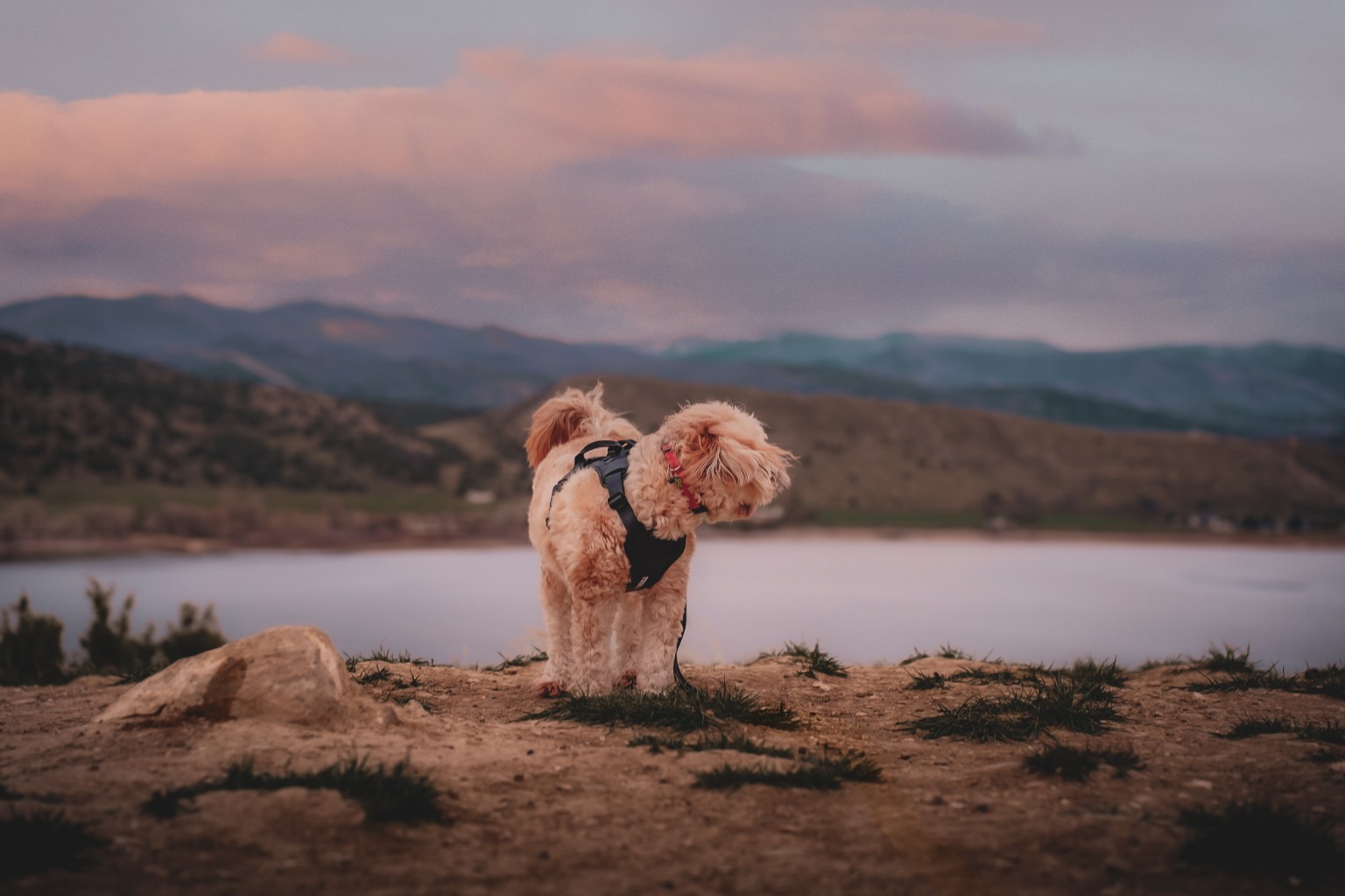 Small apricot dog overlooking a lake and hills