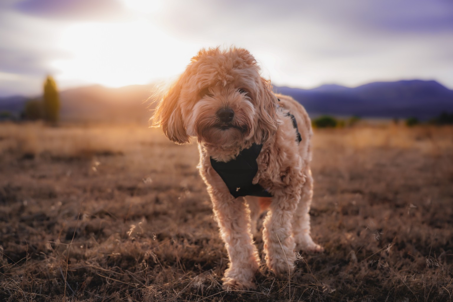 Apricot dog walking through golden evening grass