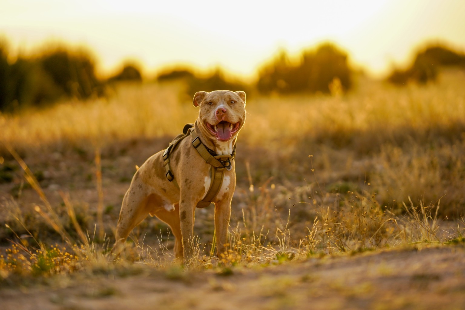 Happy tan dog standing in a sunlit field