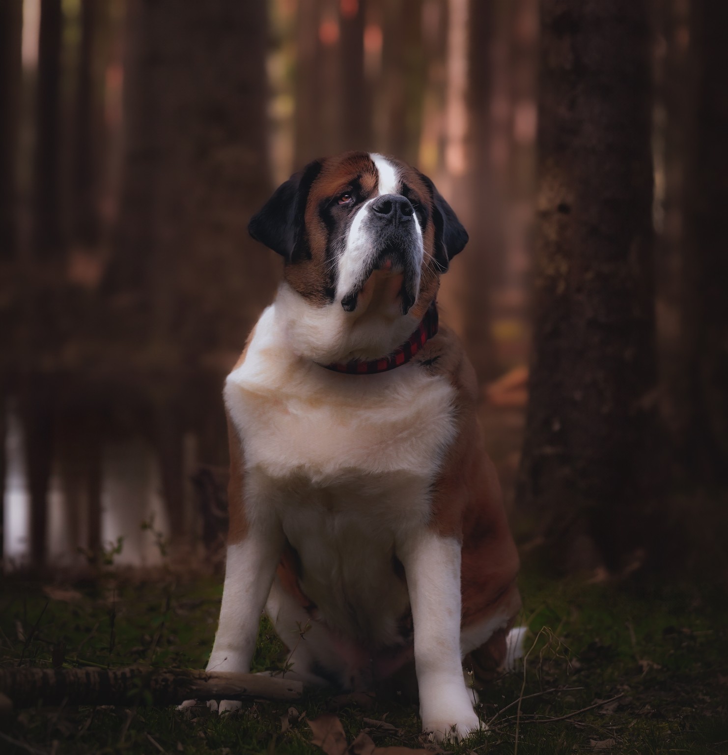 Saint Bernard sitting among woodland trees