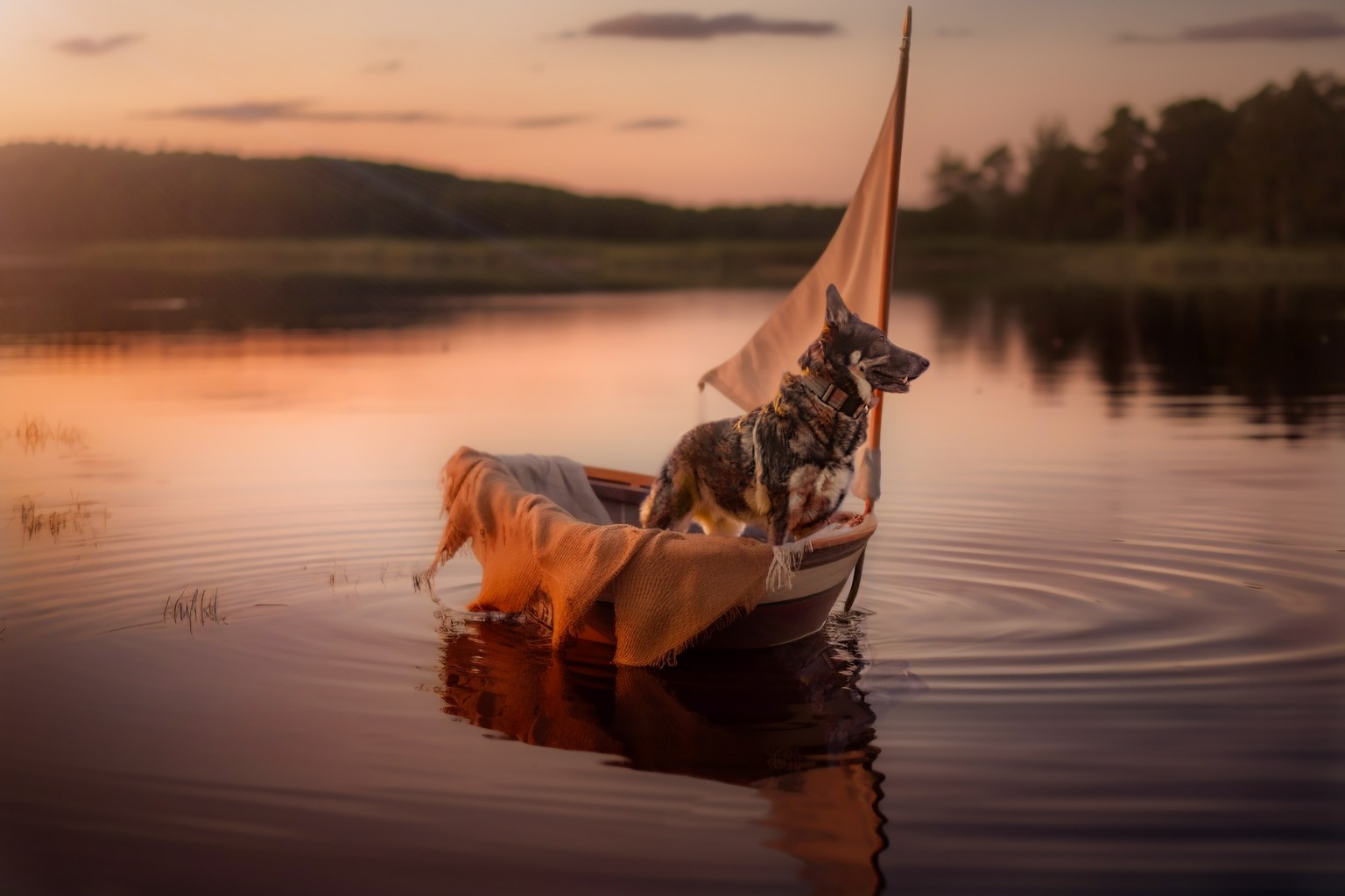Brindle dog in a sailboat on a calm lake at sunset