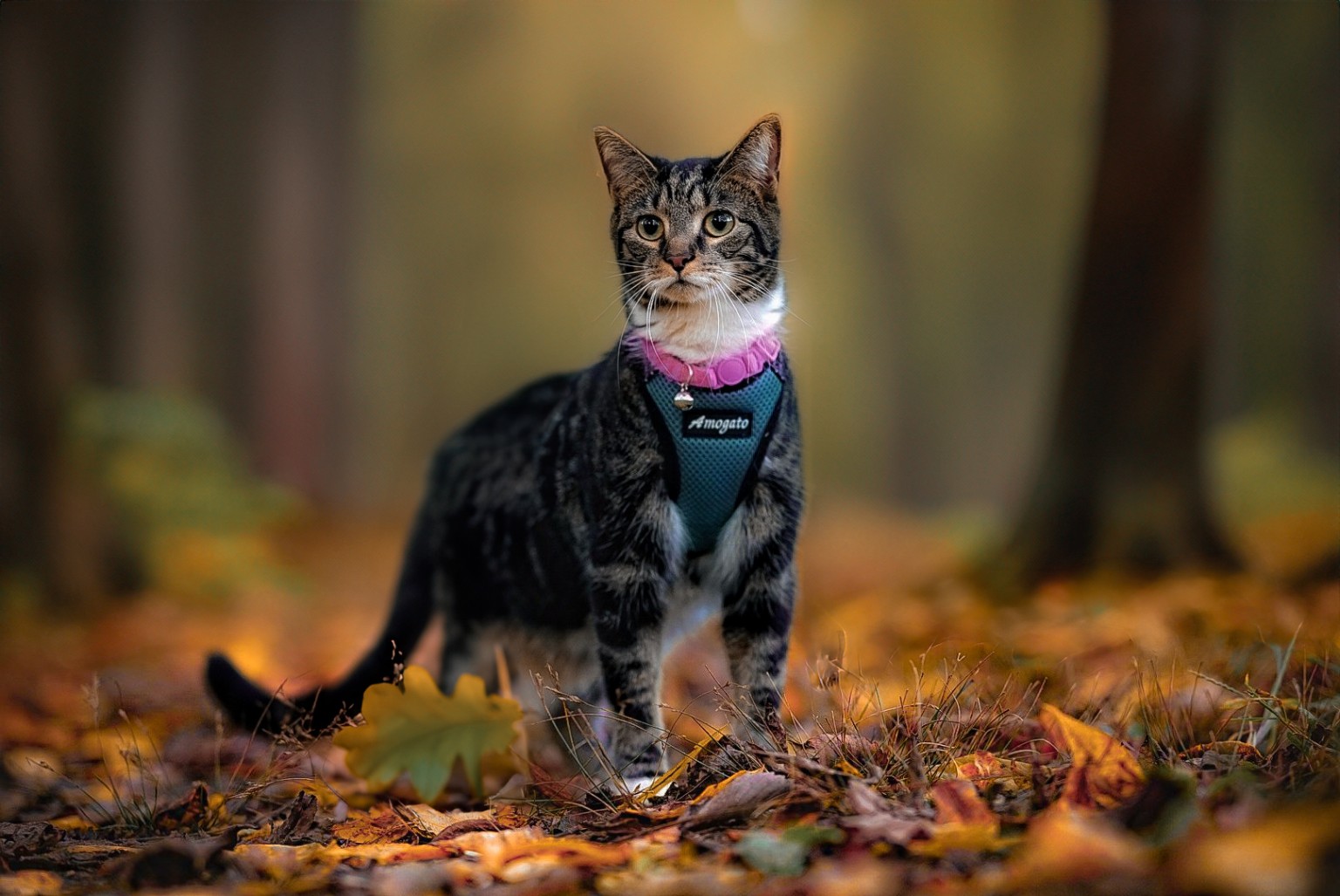 Tabby cat wearing a harness among autumn leaves