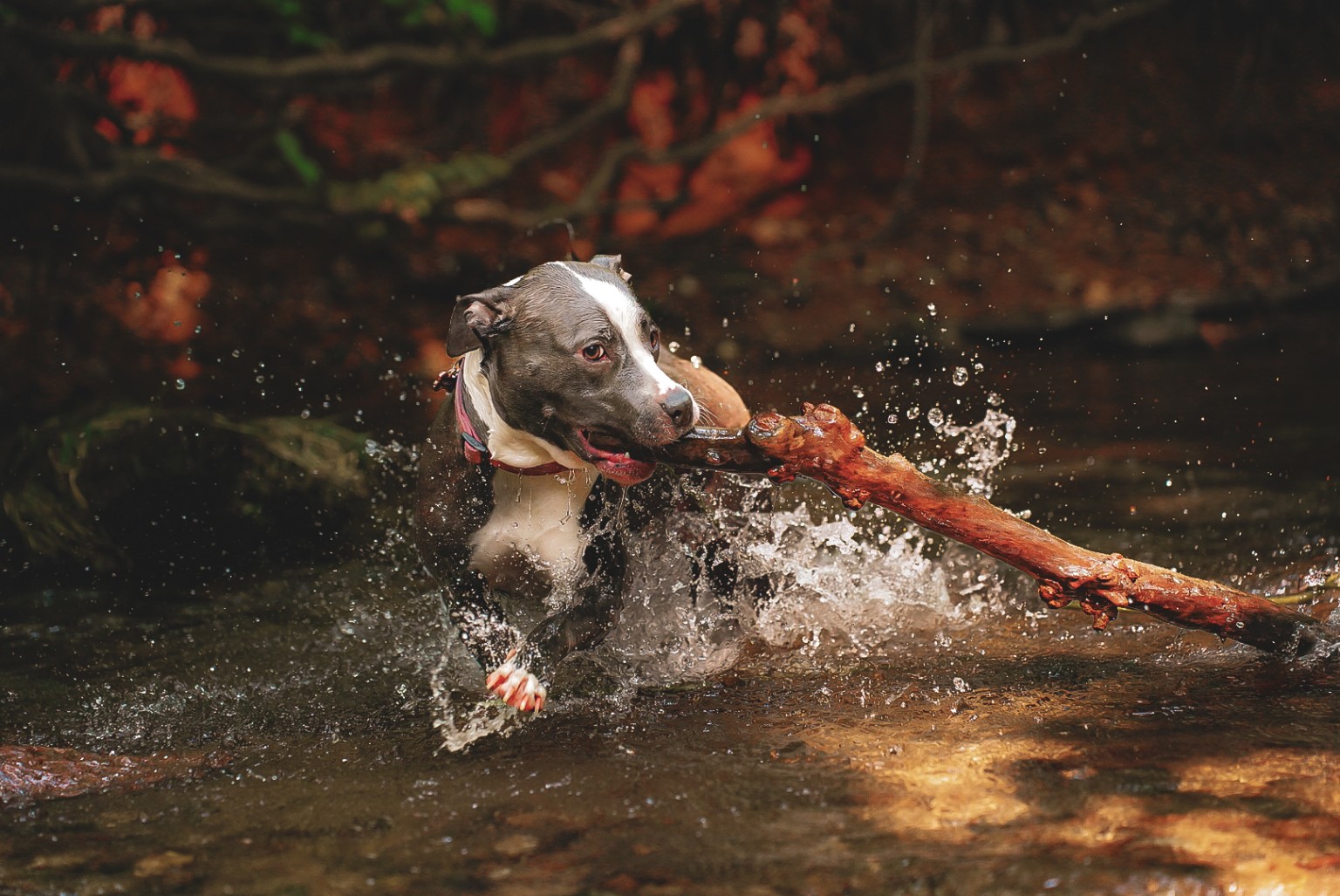 Gray and white dog splashing through a creek with a branch