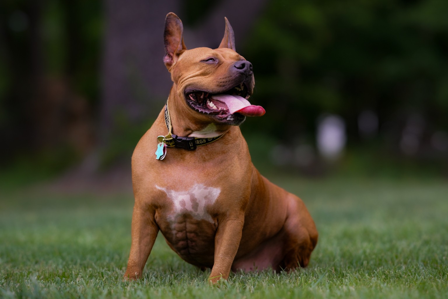 Happy brown dog sitting in green grass
