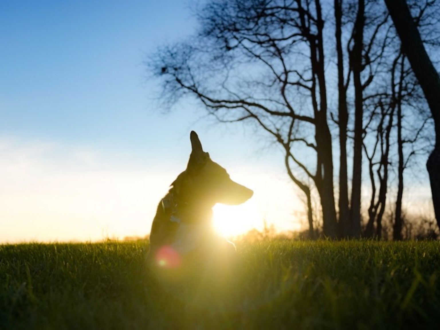 Dog silhouetted against the morning sun