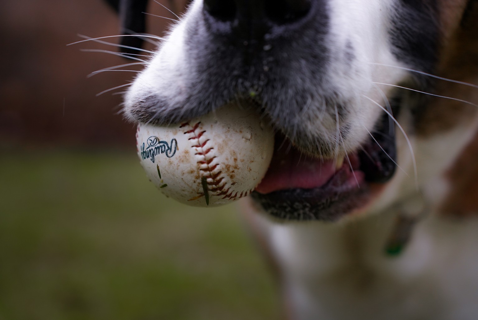 Close-up of a dog holding a baseball