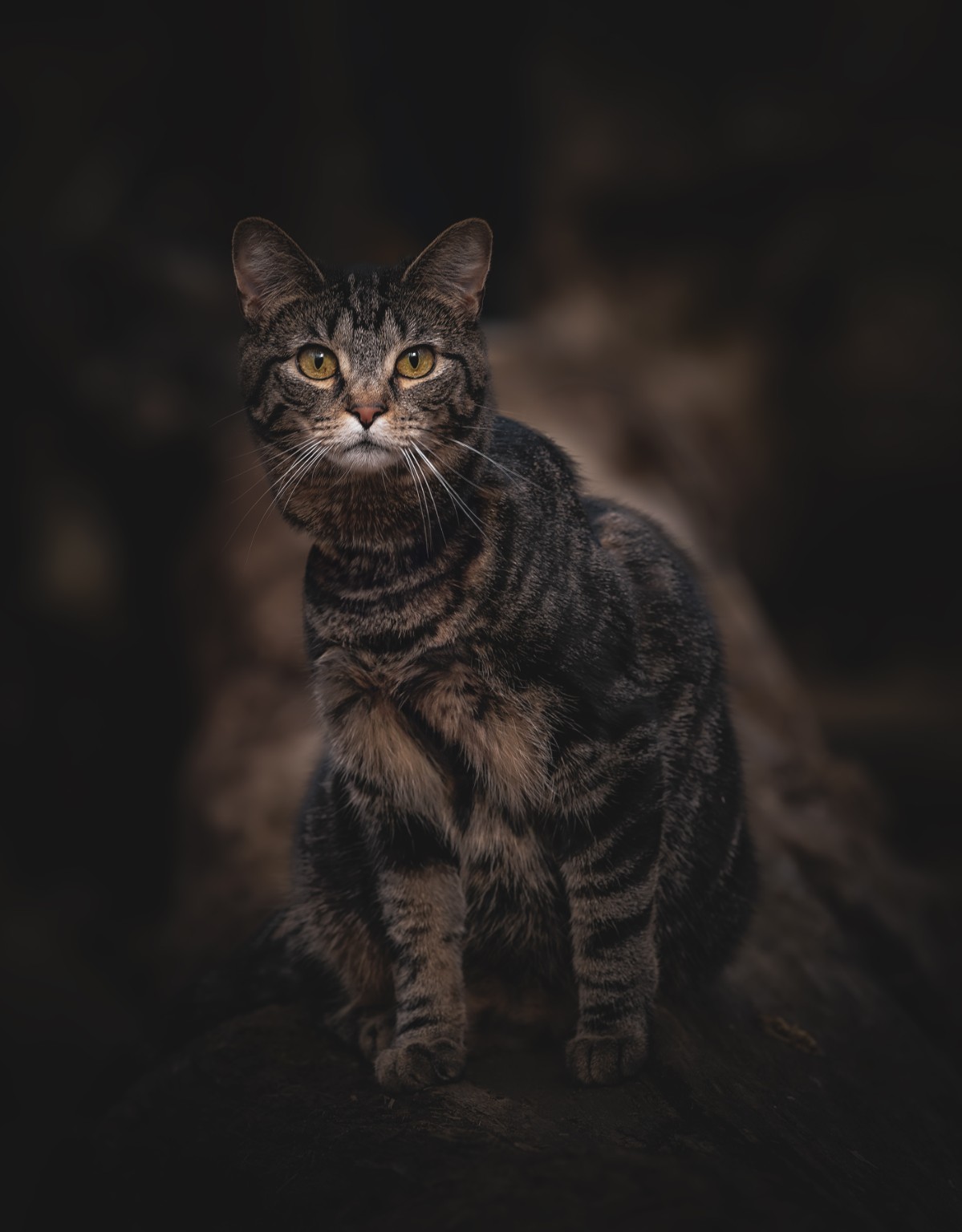 A tabby cat sitting for a woodland portrait