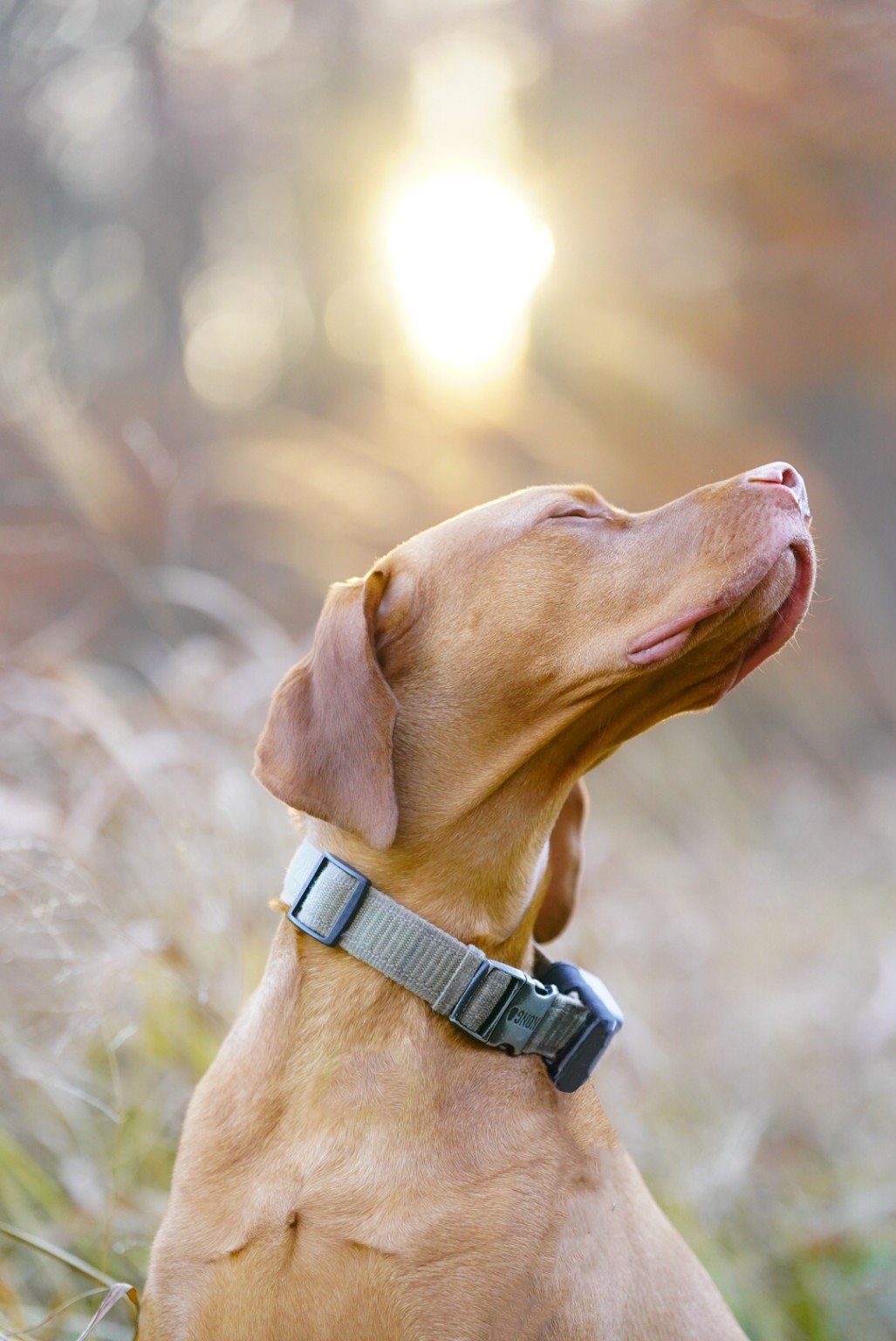 Golden dog enjoying warm woodland sunlight