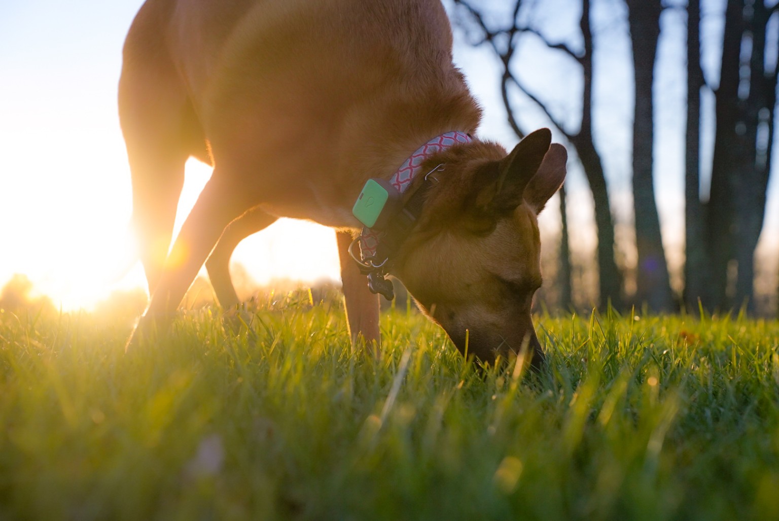Brown dog sniffing grass in the evening sun
