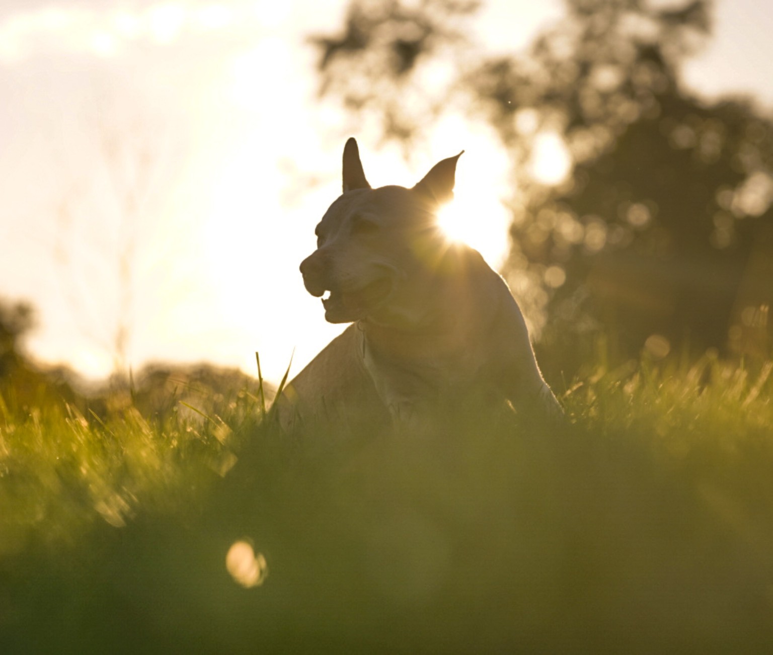 Dog resting in golden backlight