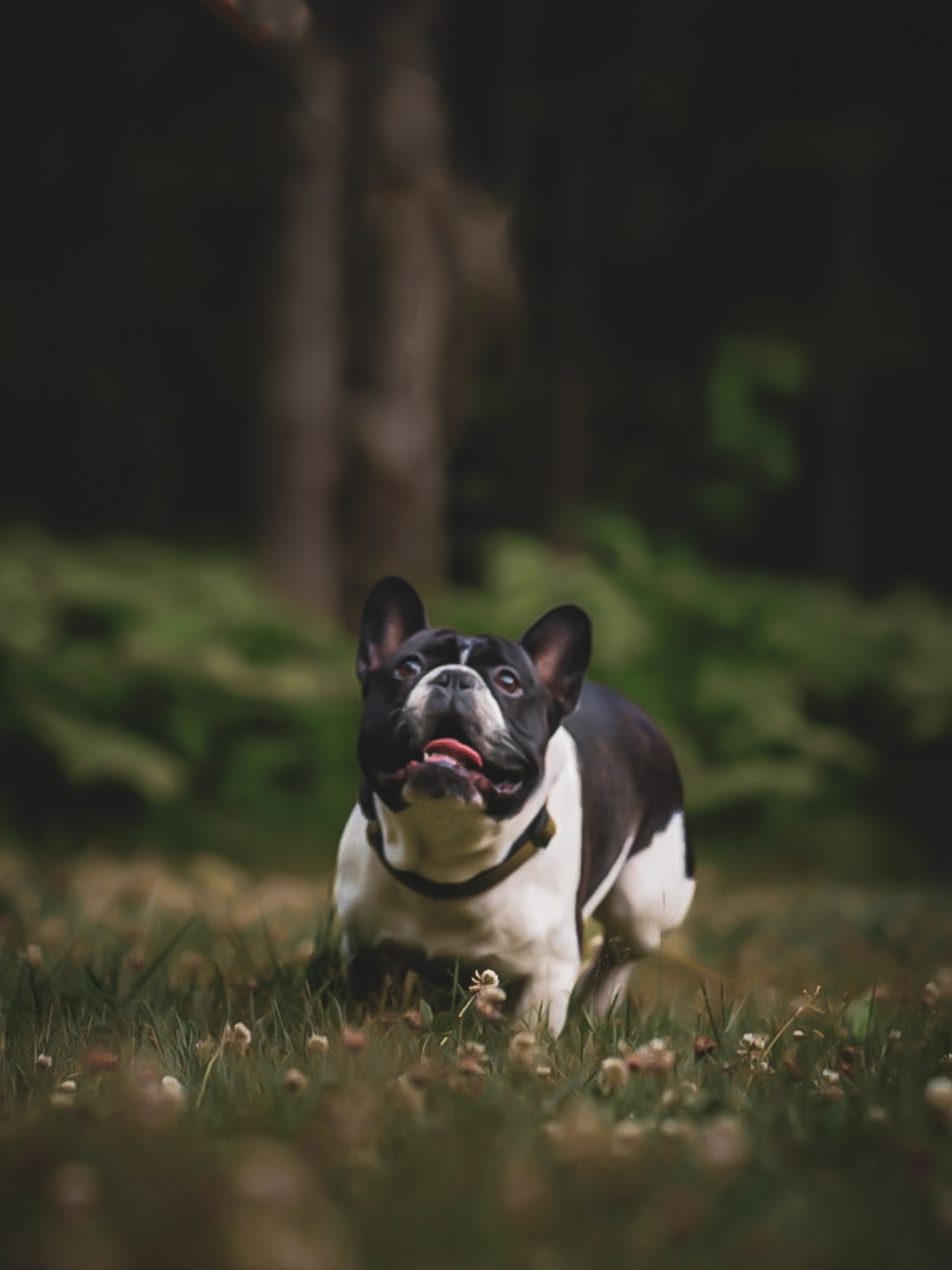 Black and white French bulldog running through woodland grass