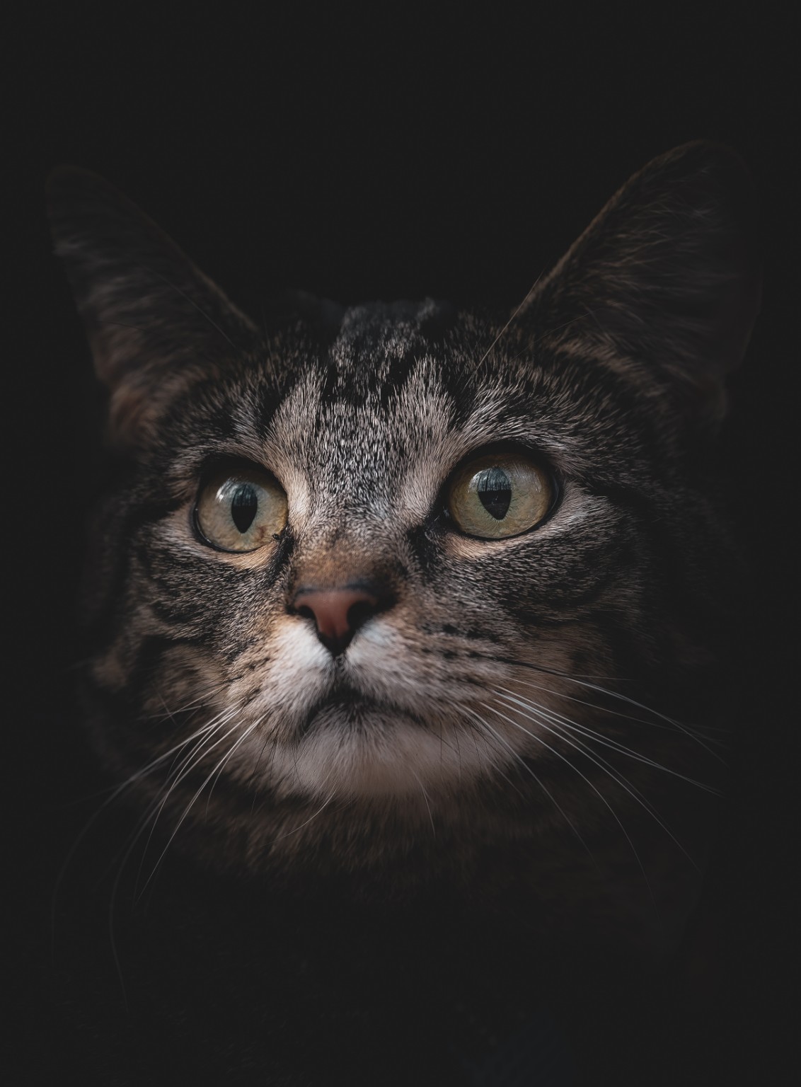 Close-up portrait of a tabby cat