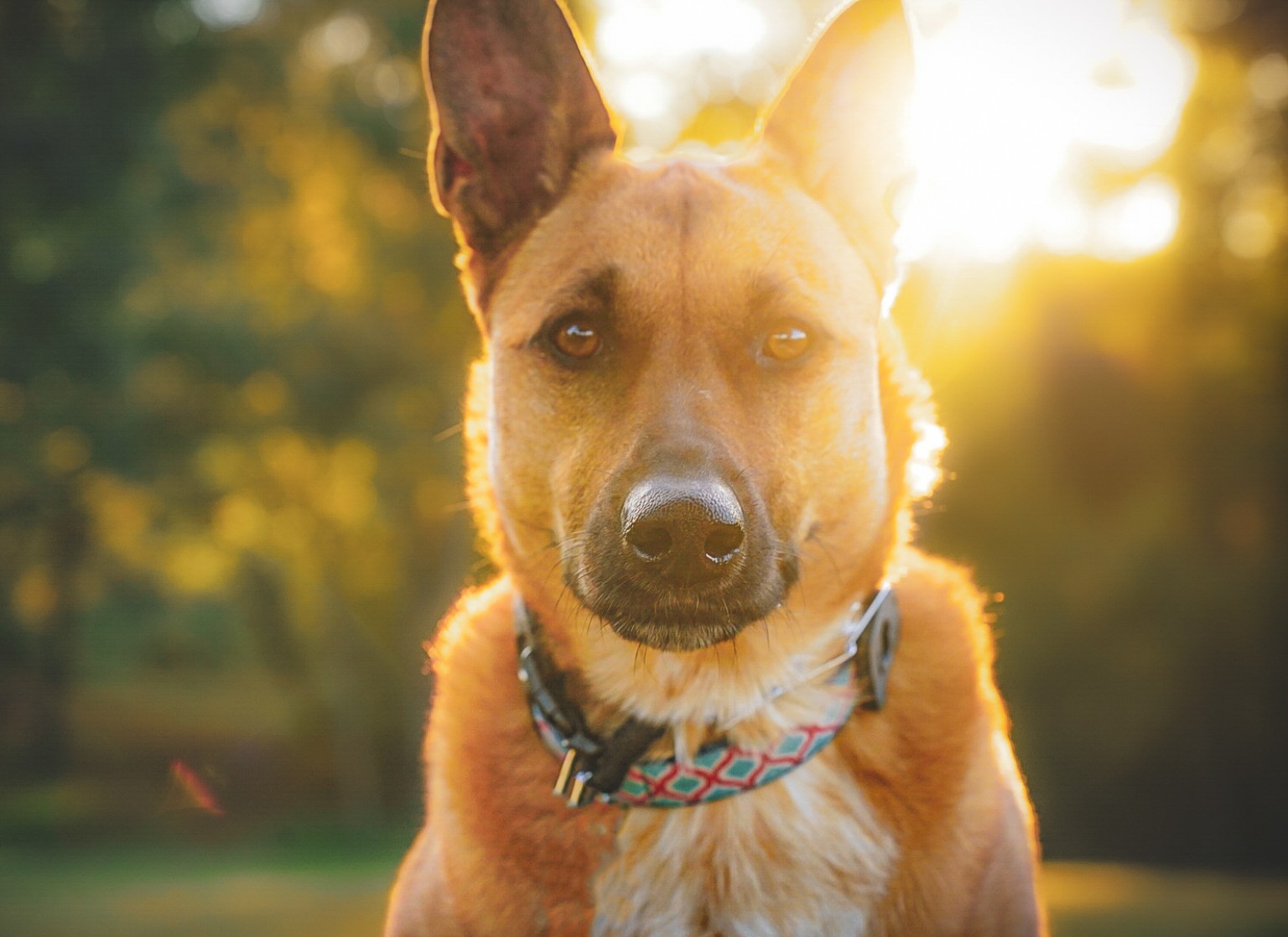 A dog portrait illuminated by golden evening light