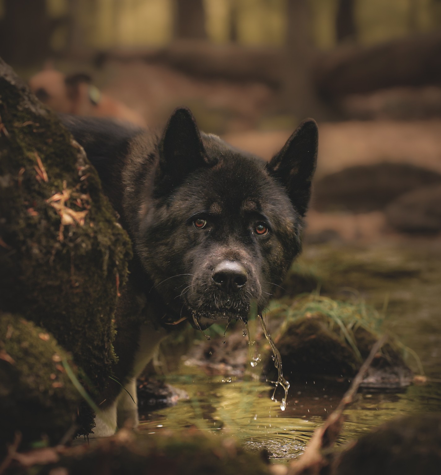A dark-coated dog drinking from a woodland stream