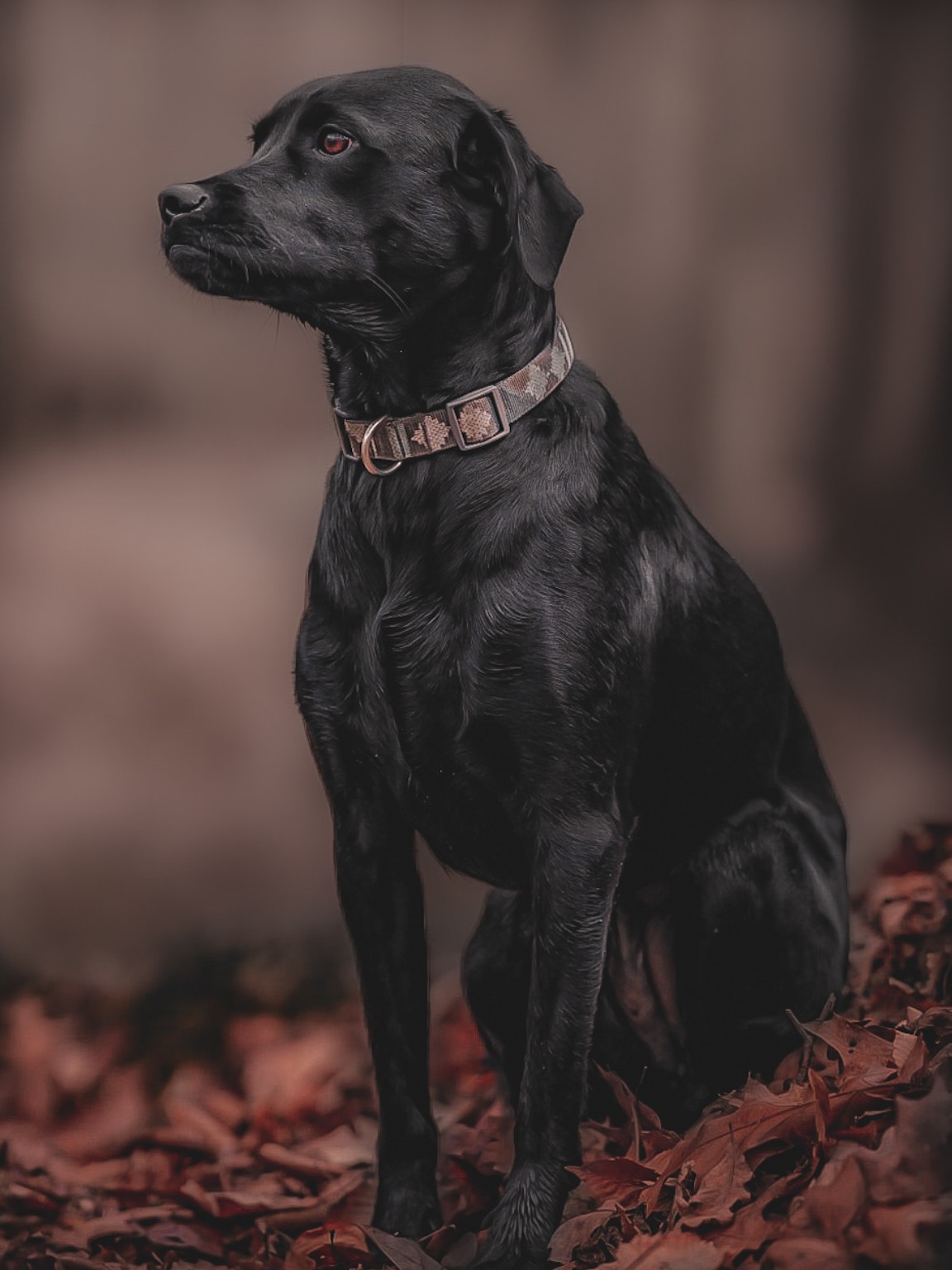 A black Labrador sitting among autumn leaves