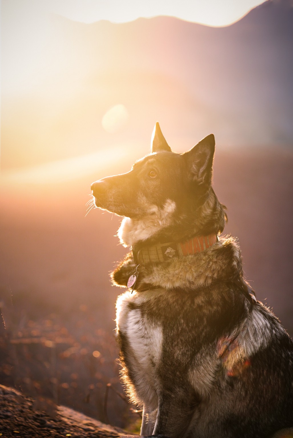 A brindle dog looking toward the golden evening sun