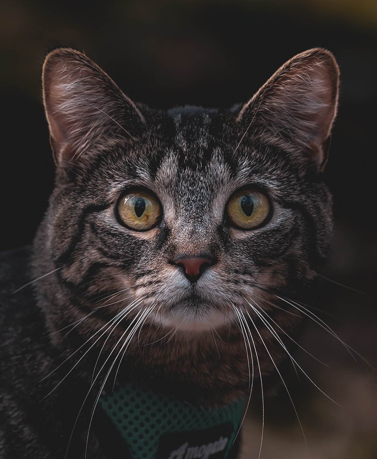 A close portrait of a tabby cat with golden eyes